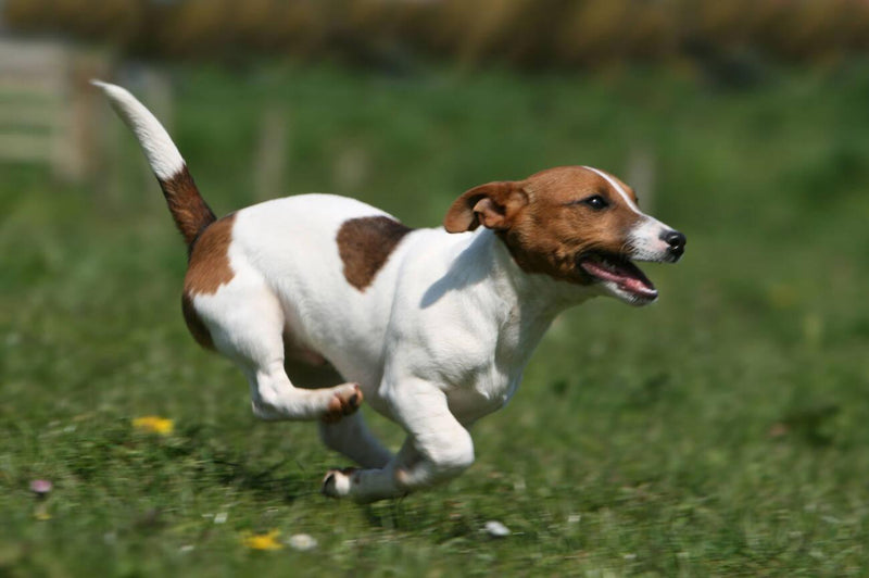 Jack Russell Terrier