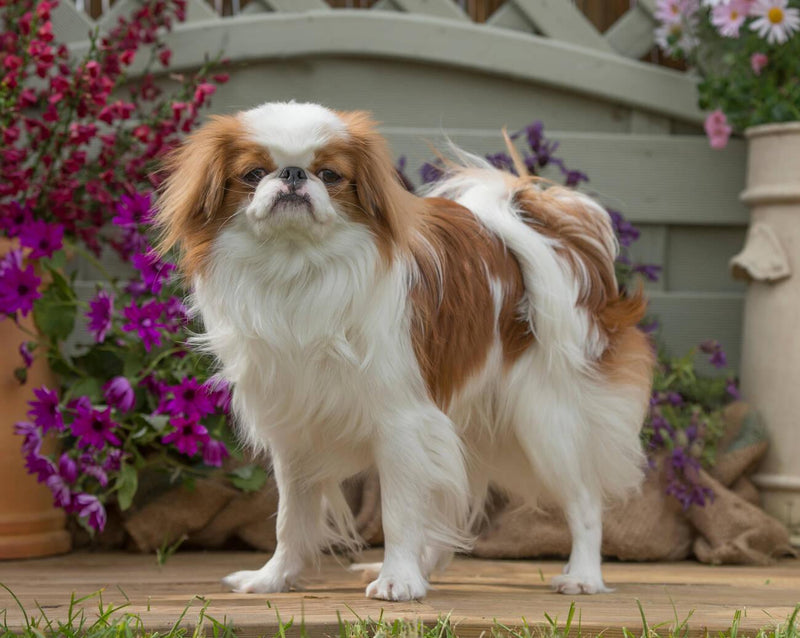 Japanese Chin
