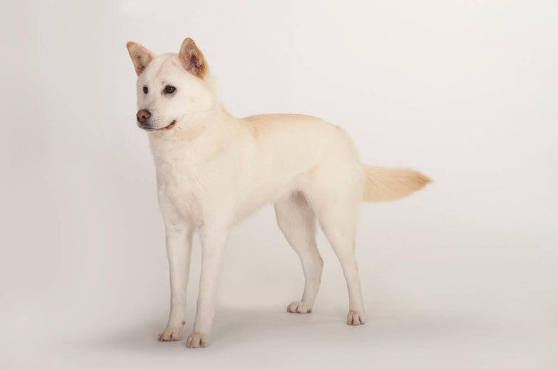 Korean Jindo