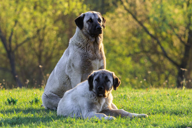 Kurdish Kangal