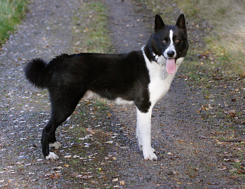 Karelian Bear Dog