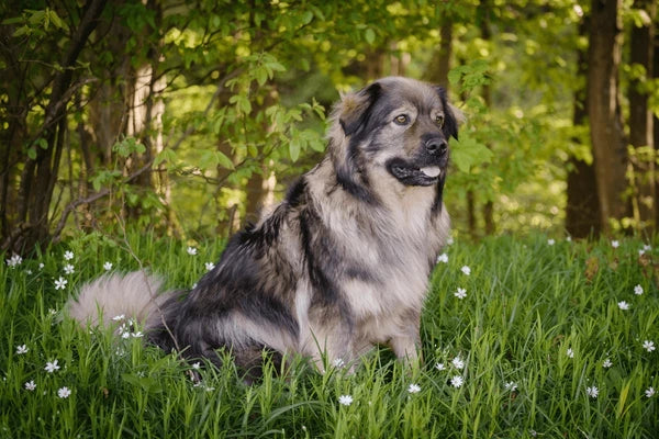 Karst Sheepdog