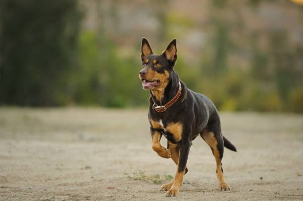 Australian Kelpie