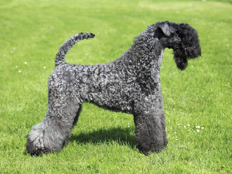 Kerry Blue Terrier