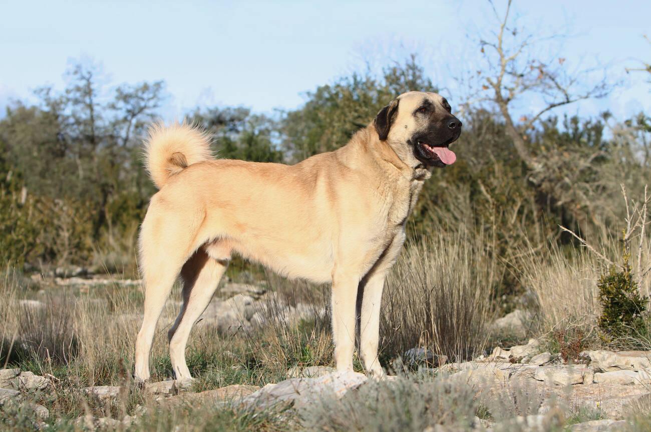 Kurdish Kangal