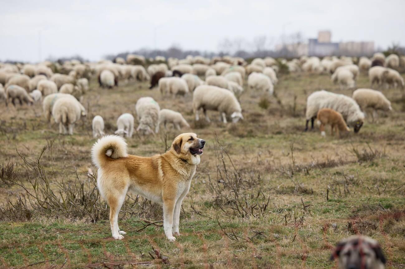 Kurdish Kangal
