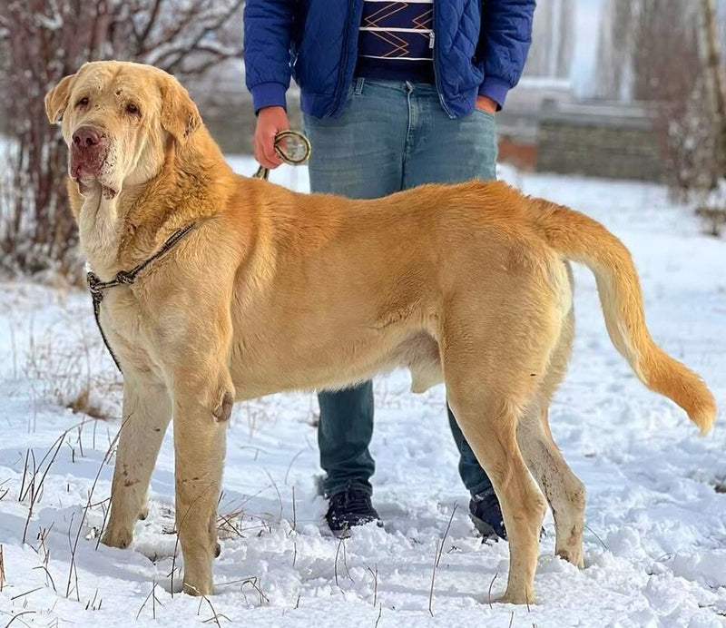 Kurdish Mastiff (Pshdar Dog)