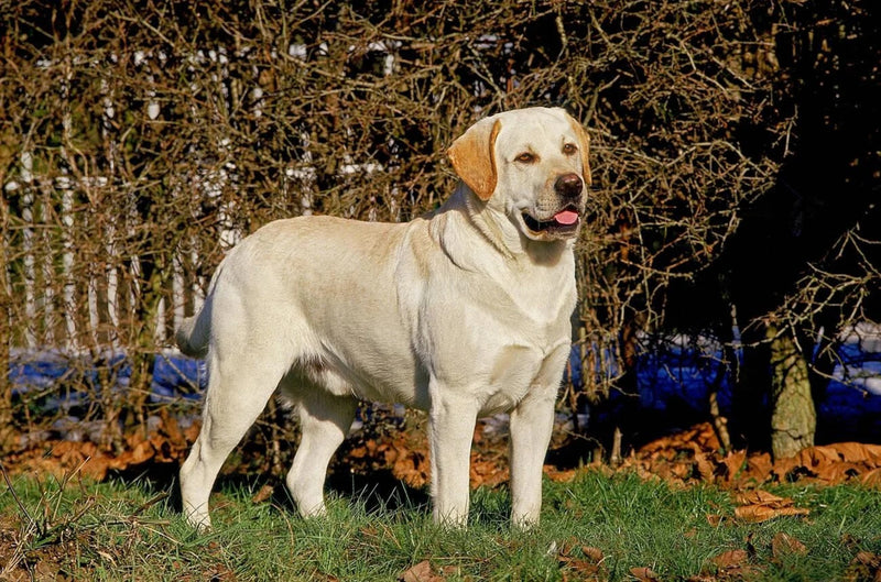 Labrador Retriever