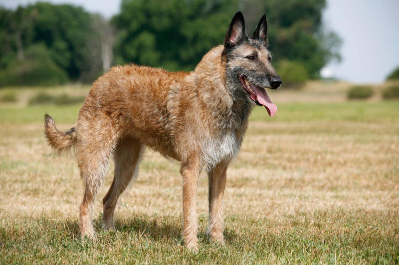 Belgian Laekenois