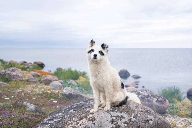 Yakutian Laika