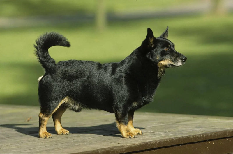 Lancashire Heeler