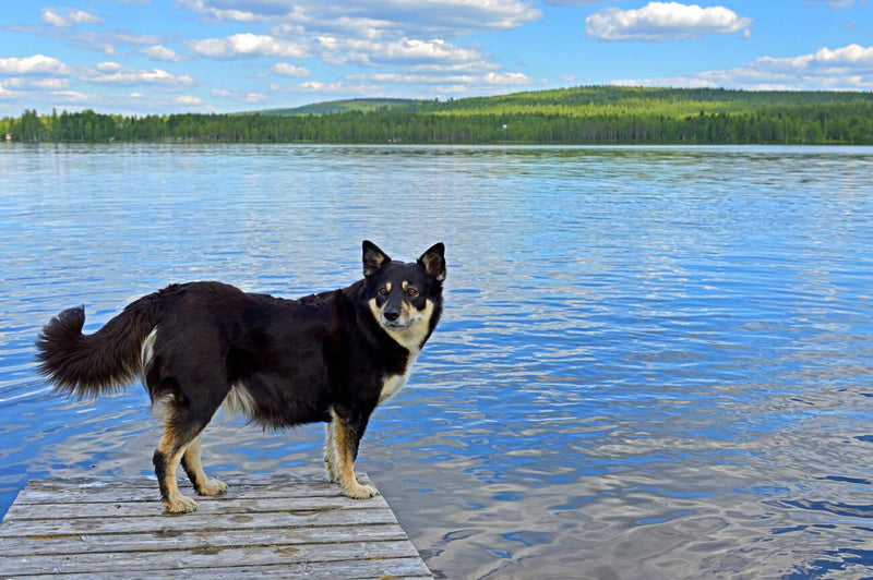 Lapponian Herder