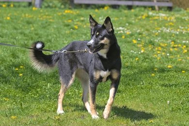 Lapponian Herder