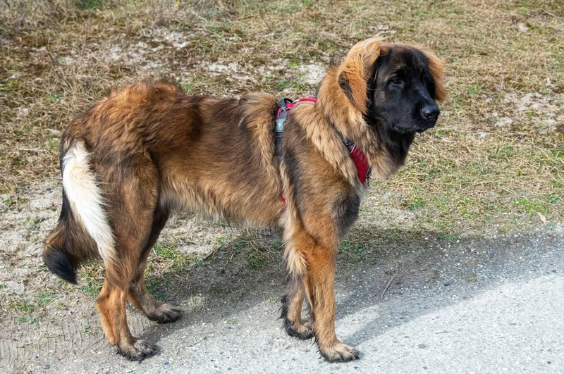 Leonberger