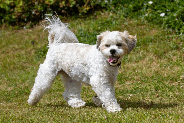 Lhasa Apso
