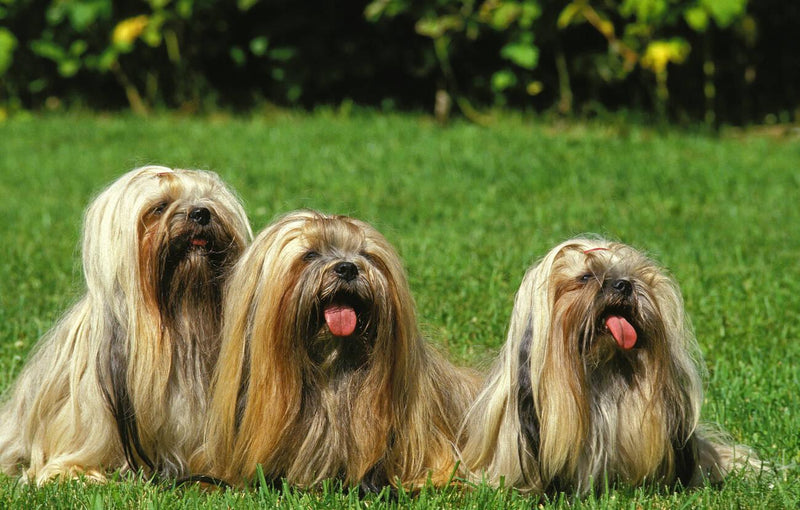 Lhasa Apso