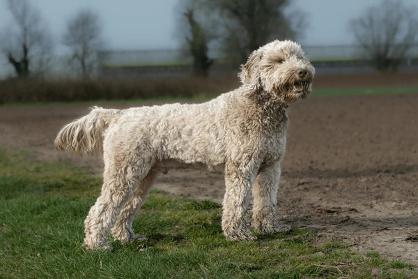 Labradoodle