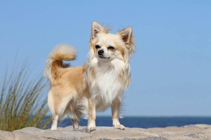 Chihuahua