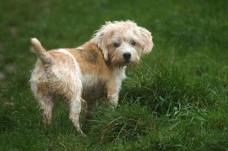 Lucas Terrier