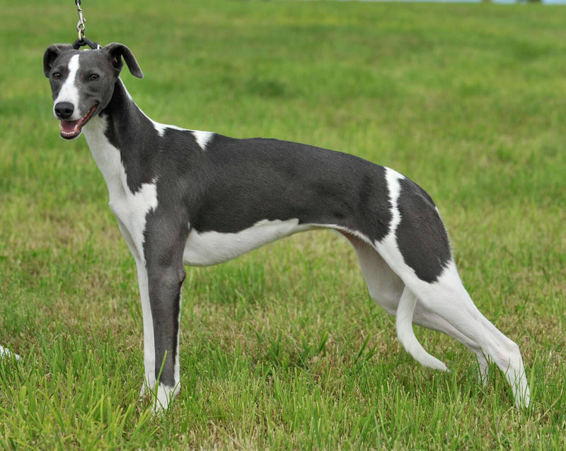Lurcher