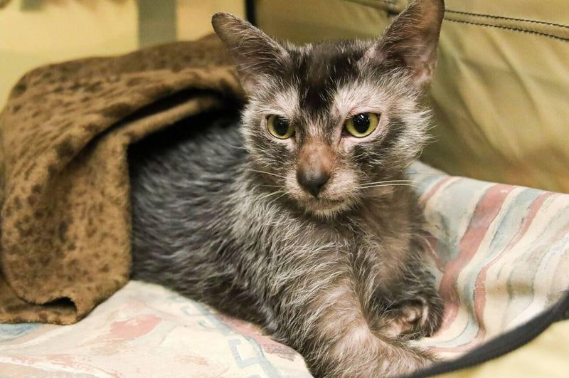 Lykoi