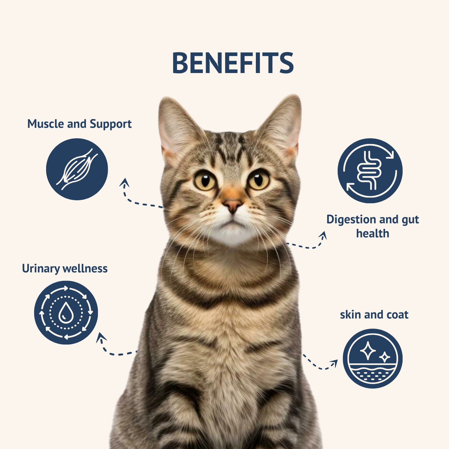 cat food 