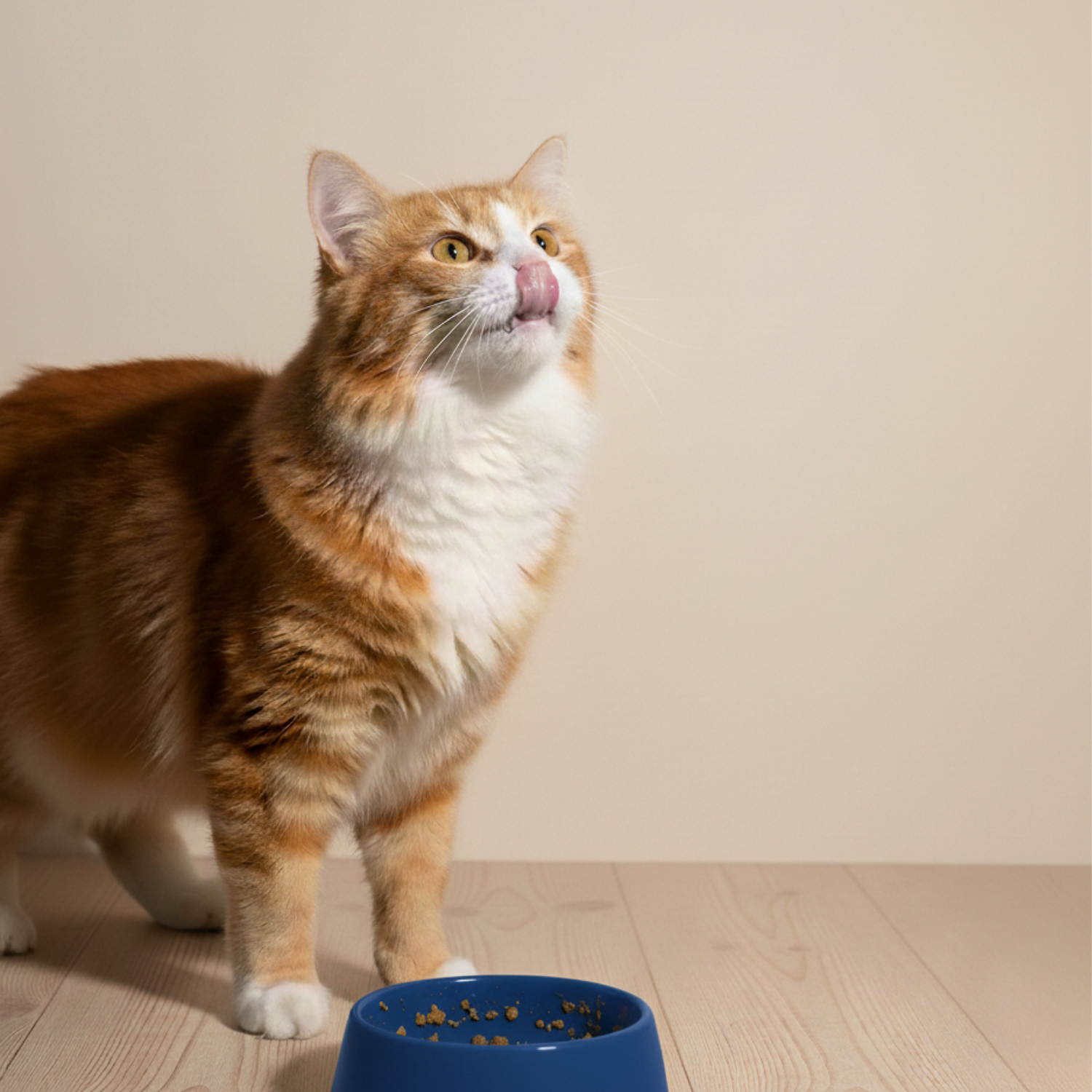 Goofy Tails Mackerel and Chicken Wet Cat and Kitten Food