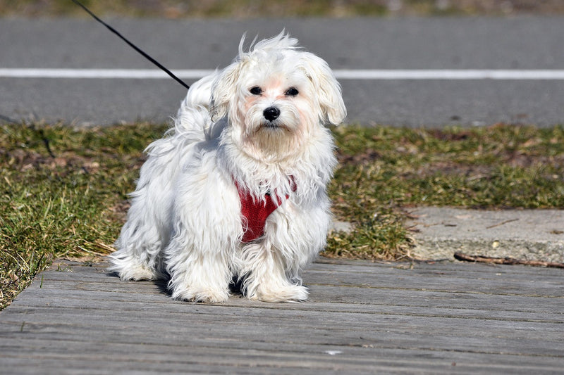 Maltese