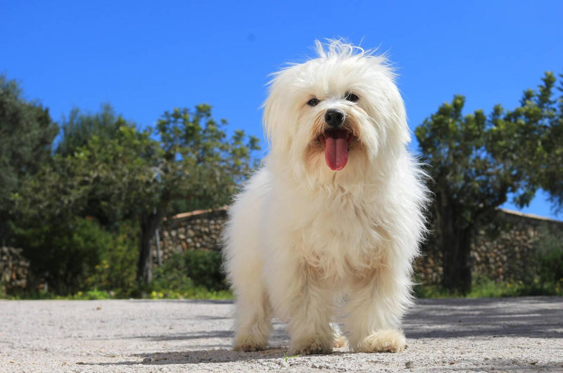 Maltese