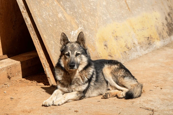 Mantiqueira Shepherd