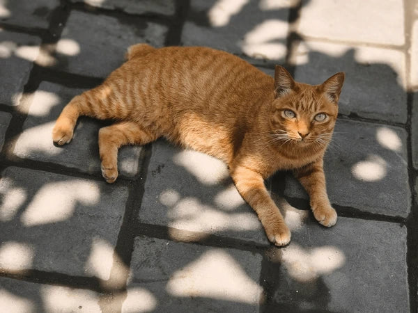 Manx