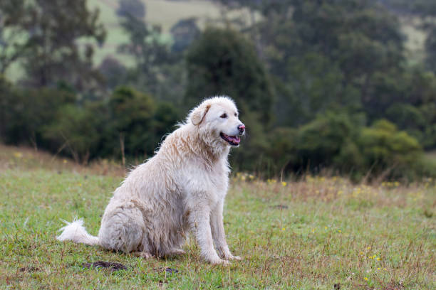 Maremmano-Abruzzese Sheepdog