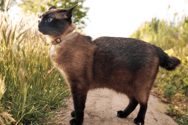 Mekong Bobtail