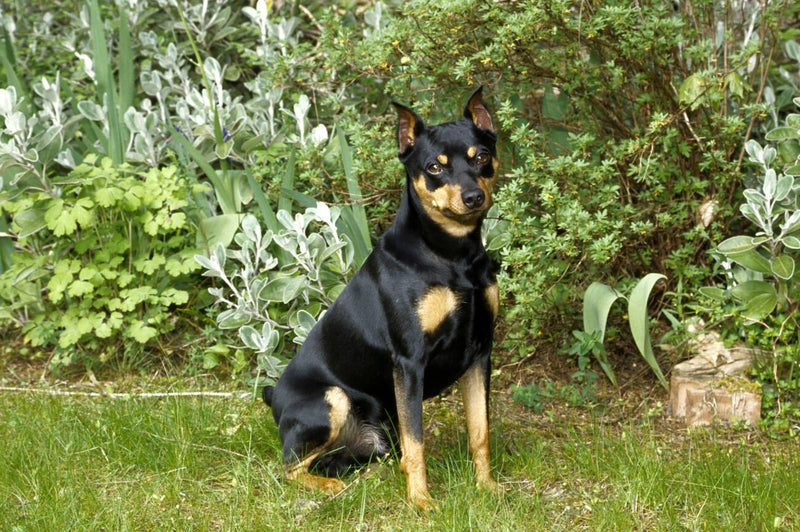 Miniature Pinscher