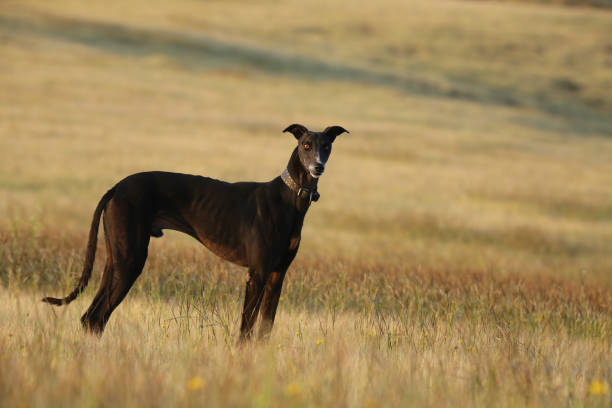 Mudhol Hound
