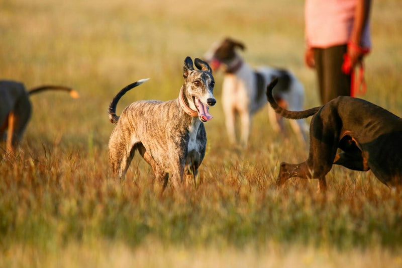 Mudhol Hound