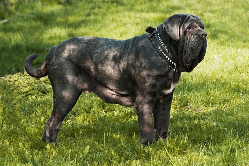 Neapolitan Mastiff