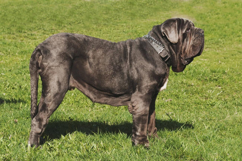 Neapolitan Mastiff