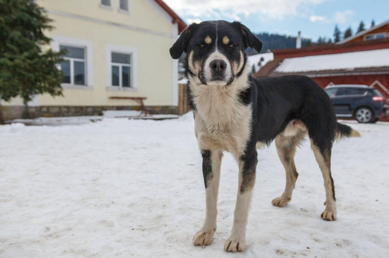 New Zealand Heading Dog