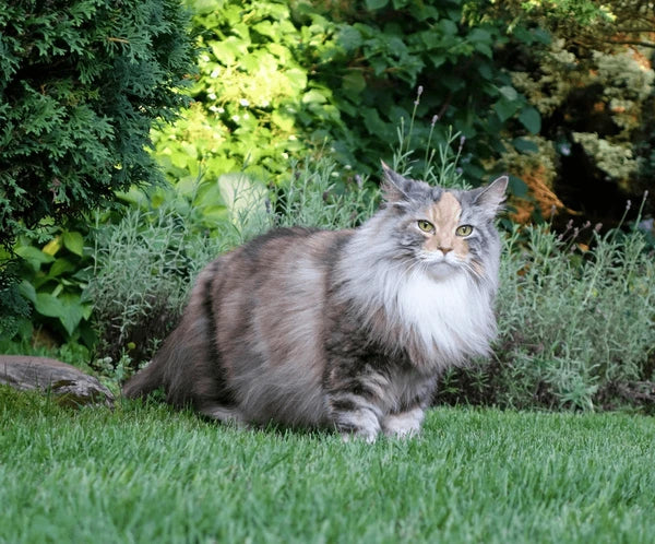 Norwegian Forest Cat