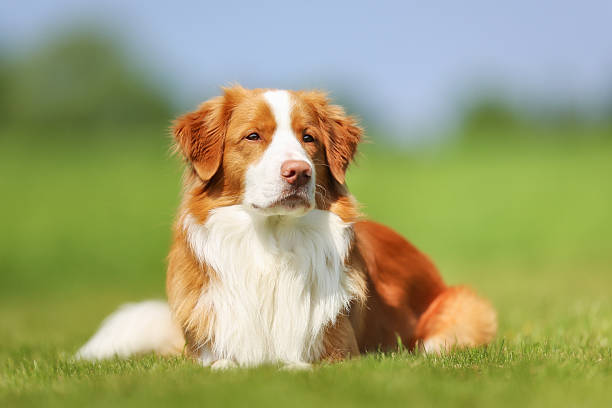 Nova Scotia Duck Tolling Retriever