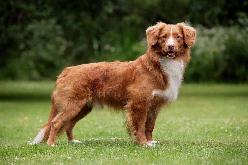 Nova Scotia Duck Tolling Retriever