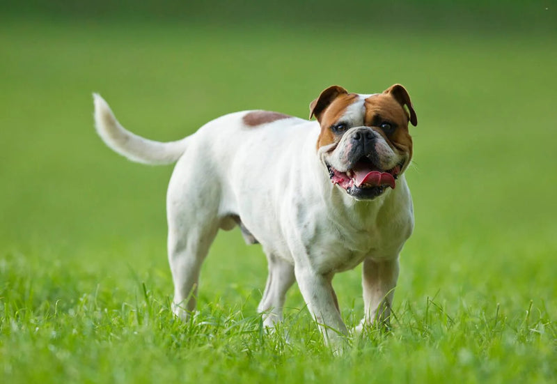 Olde English Bulldogge