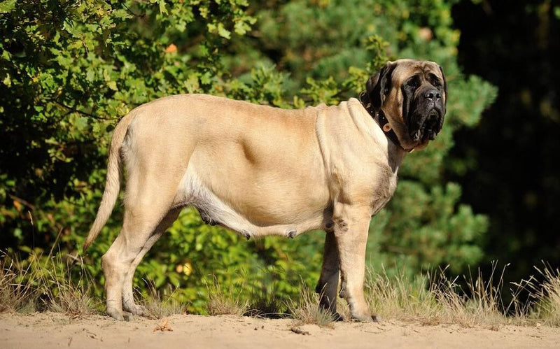 English Mastiff