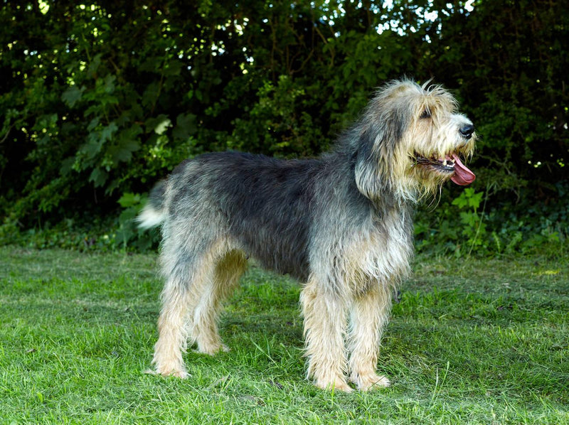 Otterhound