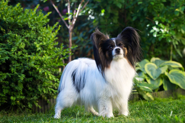 Papillon Spaniel