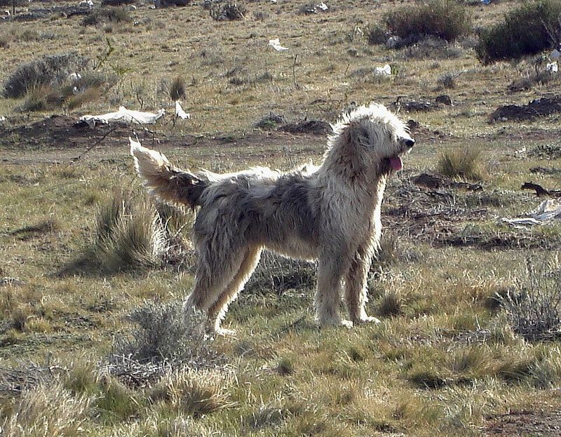 Patagonian Sheepdog