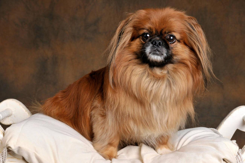 Pekingese