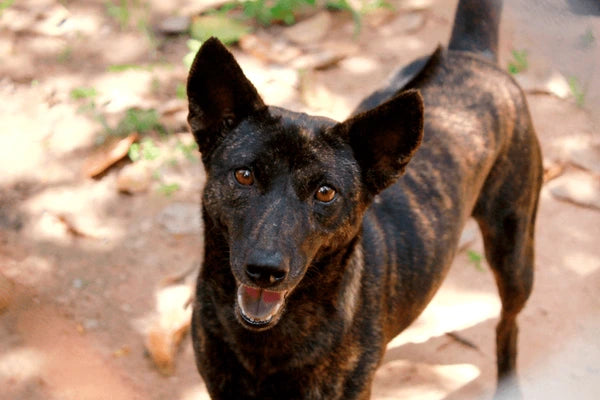 Phu Quoc Ridgeback
