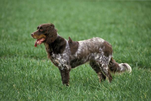 Picardy Spaniel